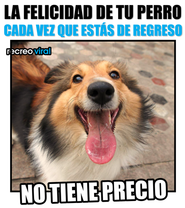 Meme Recreo Viral de la felicidad de tu perro cuando regresas a casa