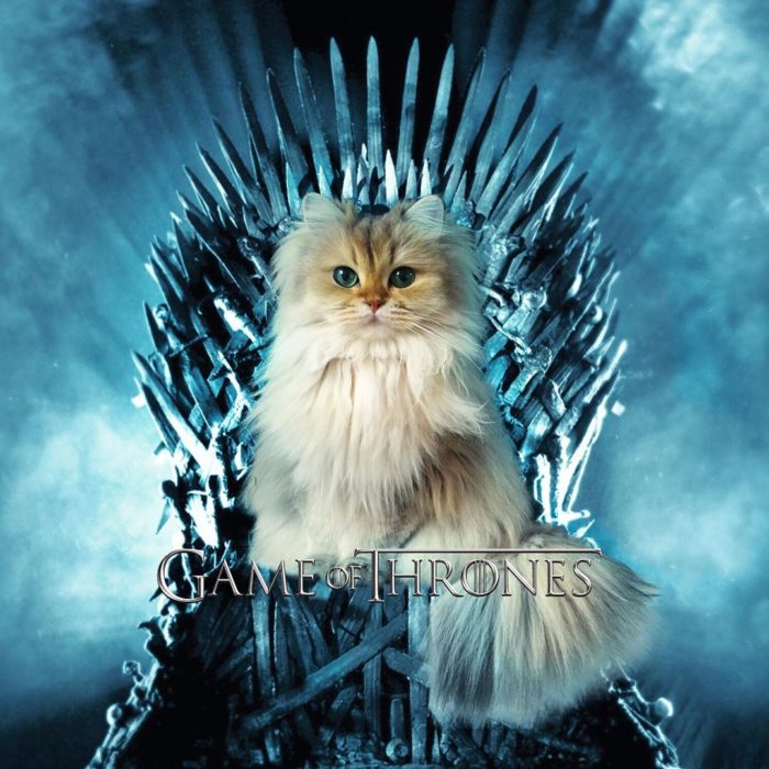 Gato personificando Game of Thrones