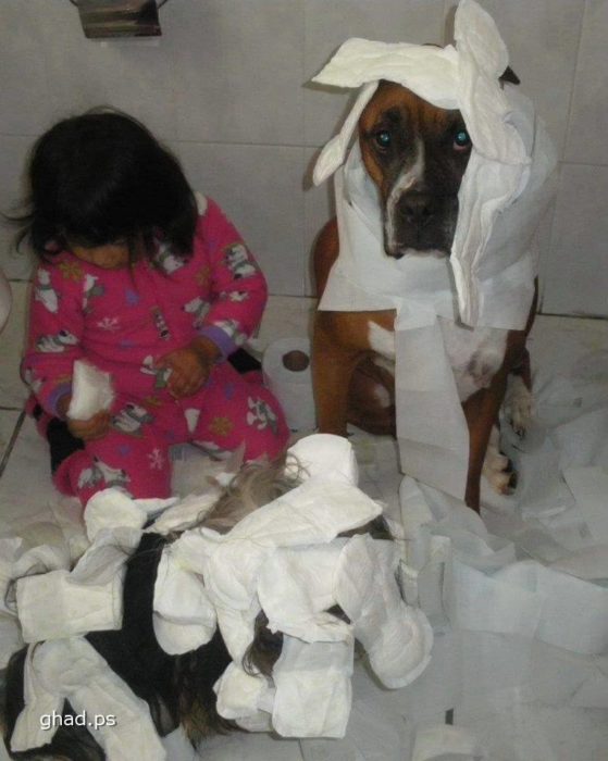 Perro y niña jugando con toallas sanitarias