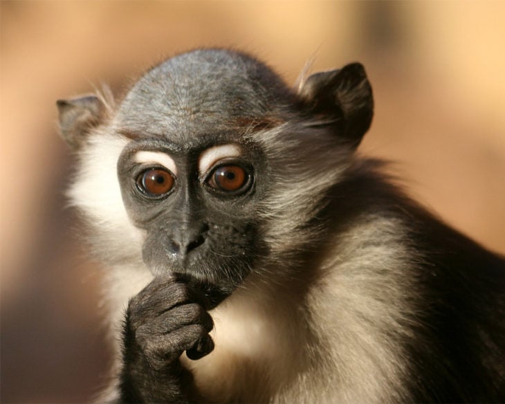 mono pensando