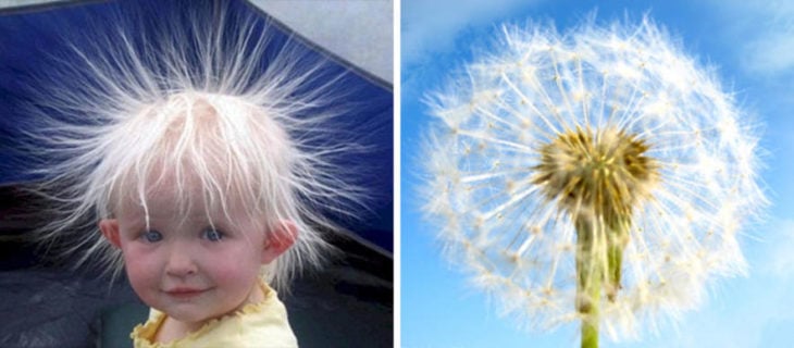 Comparación de cabello de bebé y un diente de león