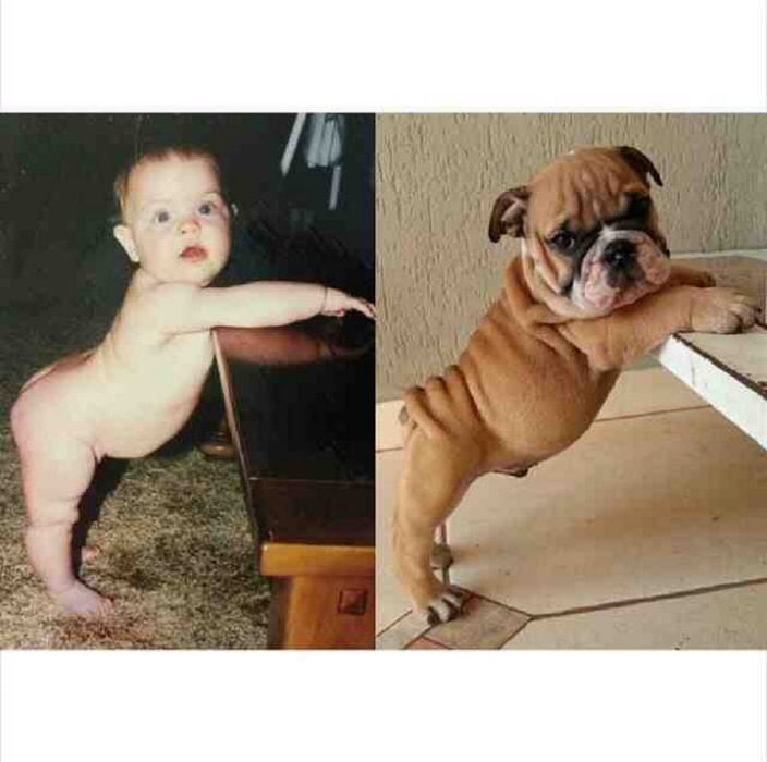 fotografía de bebé comparado con posición de perro en dos patas