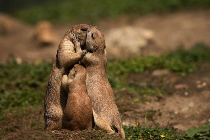 animalitos besándose