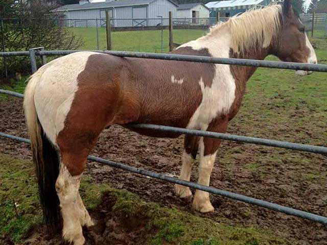 Fotos sin explicación. Un caballo atorado entre dos barrotes de metal