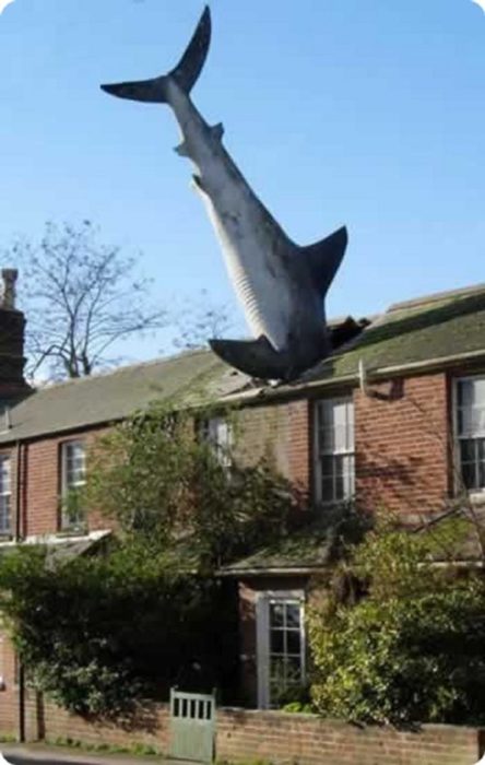 Fotos sin explicación. Un tiburón cae en el techo de una casa