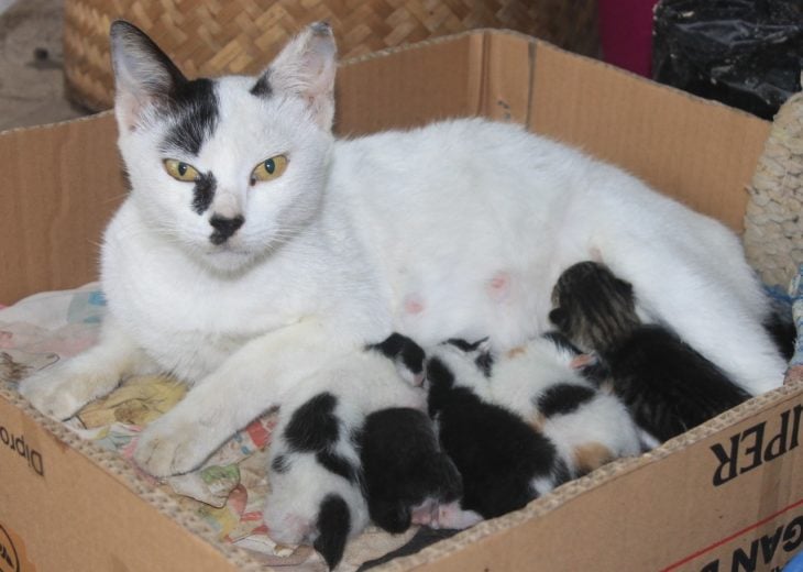 gata amamantando a sus hijos