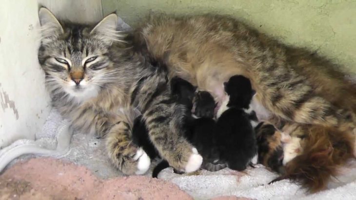 mama gato amamanta a sus hijos