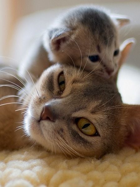 mama gato con su cato bebé