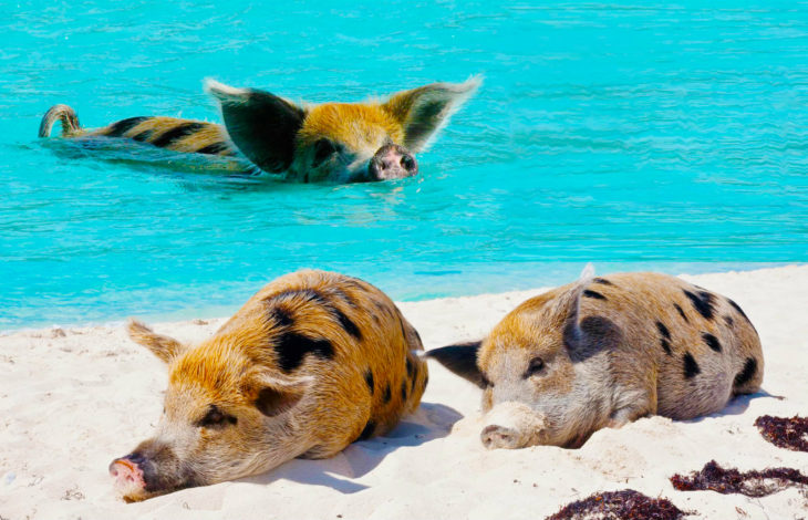 Cerdos en la Playa