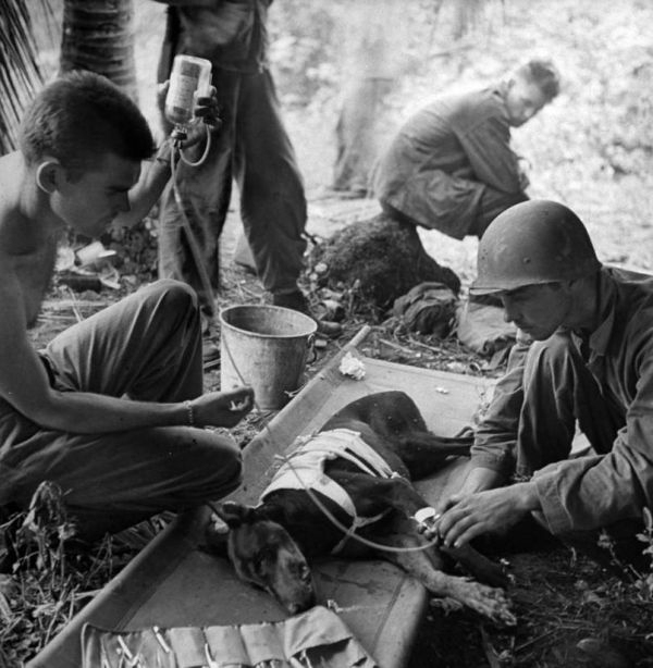 perro herido en guerra