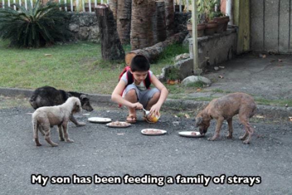 niña dando de comer a perros