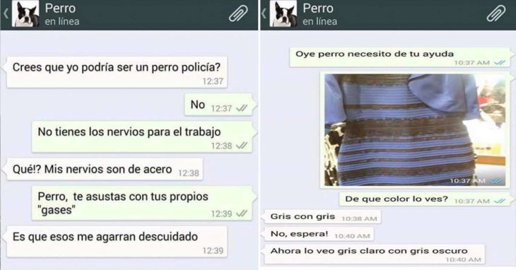 una conversación en celular entre un perro y un humano