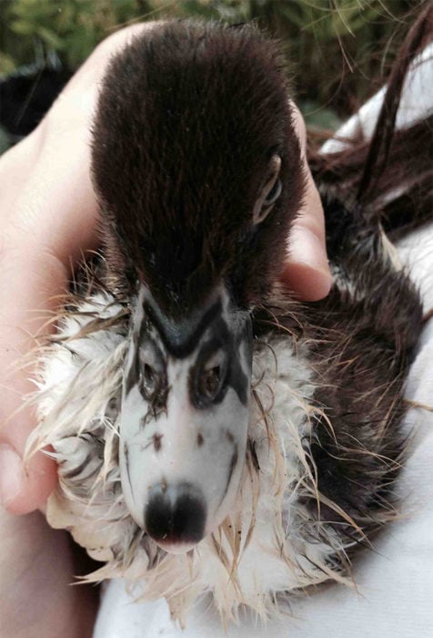 Fotografía de un pato de frente; en su pico parece que es un dibujo de un perro 