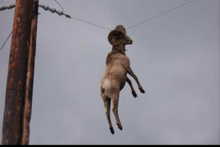 Fotos sin explicación. Una macho cabrío sostenido de su cuerno de un cable de luz