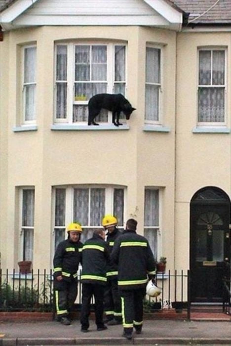 Fotos sin explicación. Un perro en el borde de una ventana por la parte de afuera de la casa