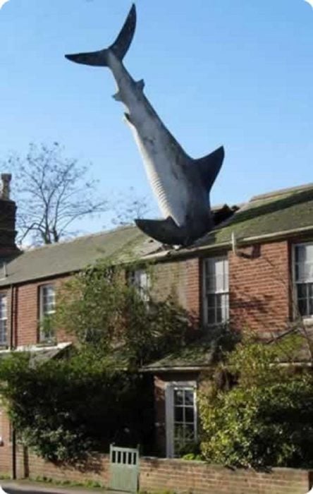 Fotos sin explicación. Un tiburón cae en el techo de una casa 