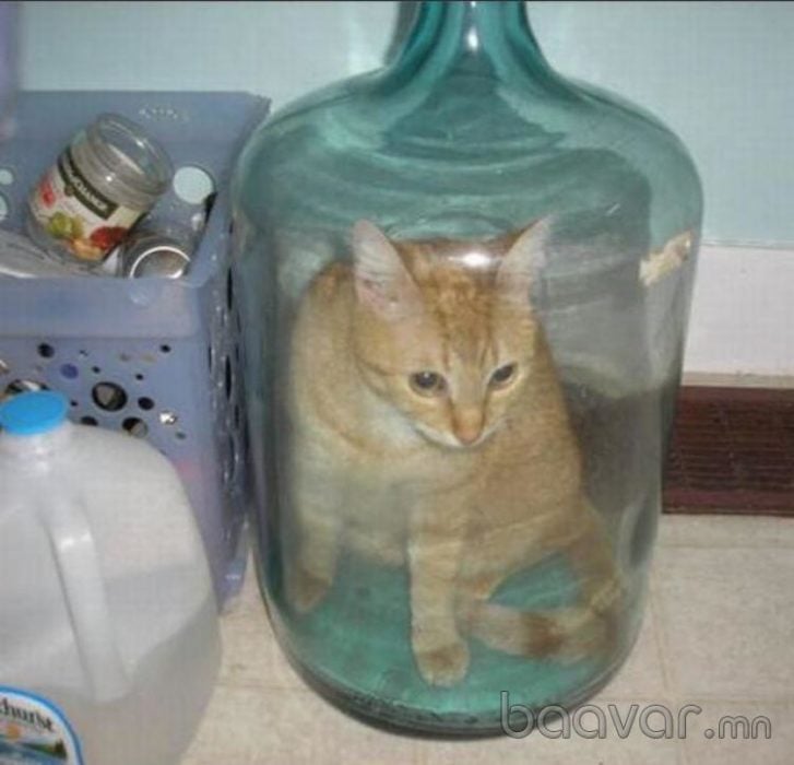 Fotos sin explicación. Un gatito encerrado en una botella con un cuello muy chico