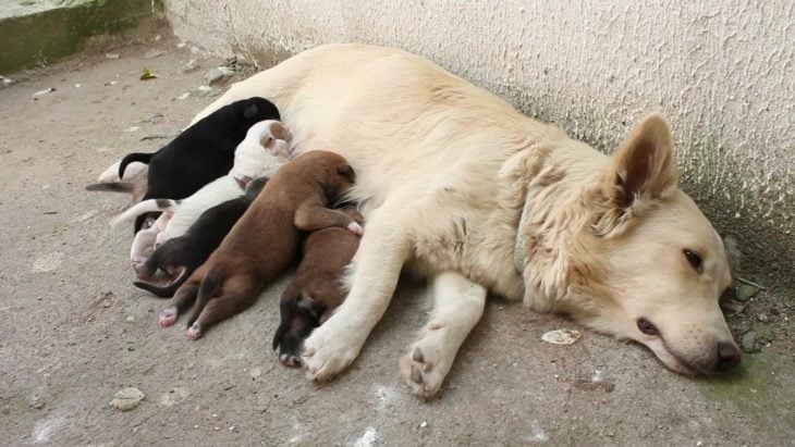 mamá perro amamantando a sus cachorros