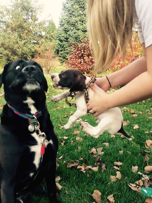 mama perro sorprendida de ver a su bebé