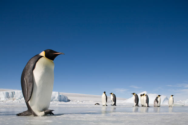 pinguinos en la Antártica