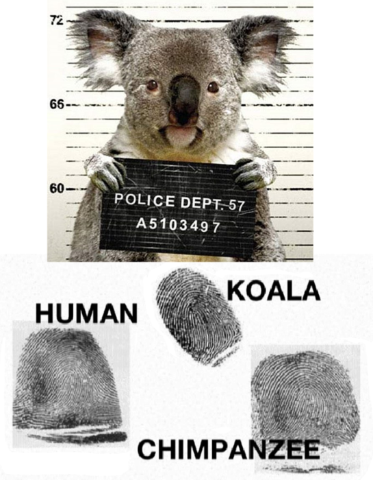 koala arrestado