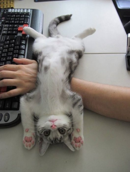 gato sobre teclado