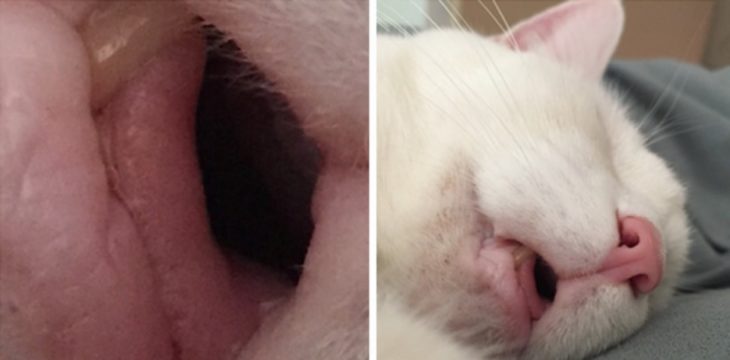 Fotos recortadas: En la primera foto se ve algo asqueroso, en la foto completa se ve que es la boca de un gato