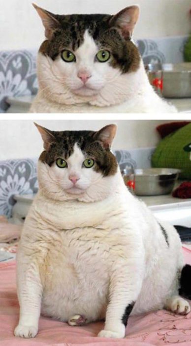Fotos recortadas: Se ve la cara de un gato, y en la foto completa es un gato gordo