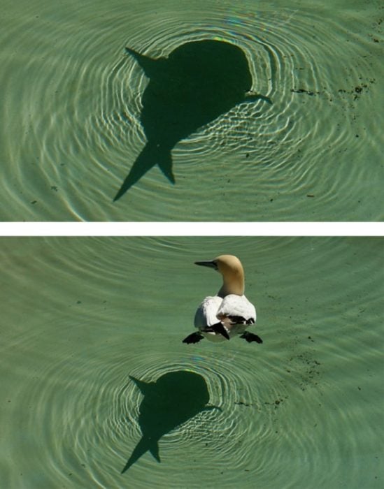 Fotos recortadas: La sombra de un tiburón, en la foto completa se ve que es un pato