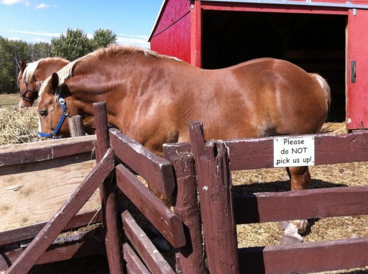 Letrero en un establo que pide a las personas no cargar a los caballos