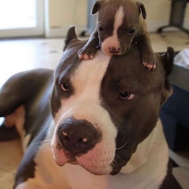 perrito en la cabeza de su mamá