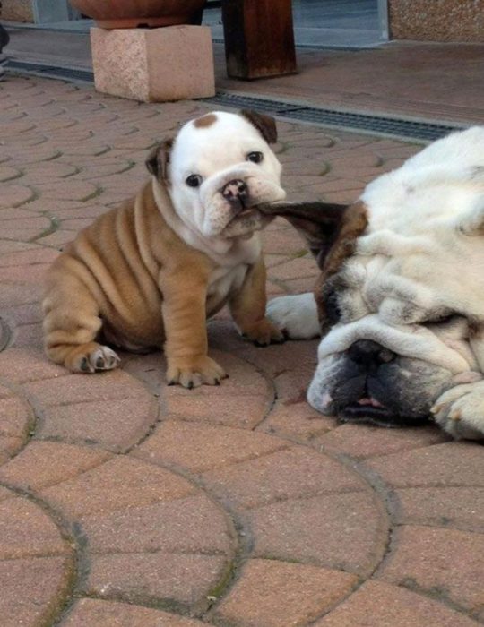 perrito molestando a su mamá