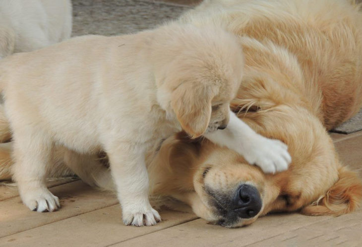 Cachorro molesta a su mamá