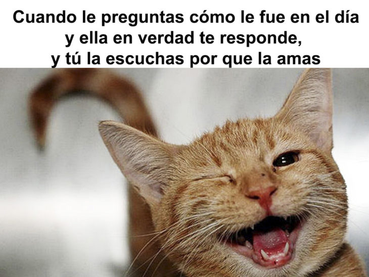 meme de un gato sobre amor