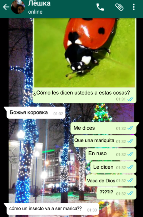 meme chiste mariquita insecto