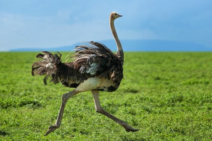 Avestruz corriendo en prado verde