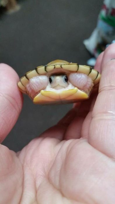 Fotografía de tortuga pequeña en su caparazón
