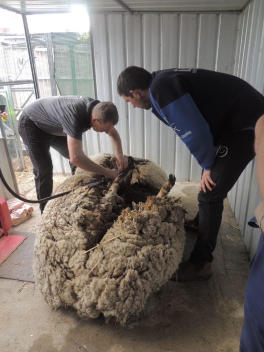 oveja de 40 kg de lana