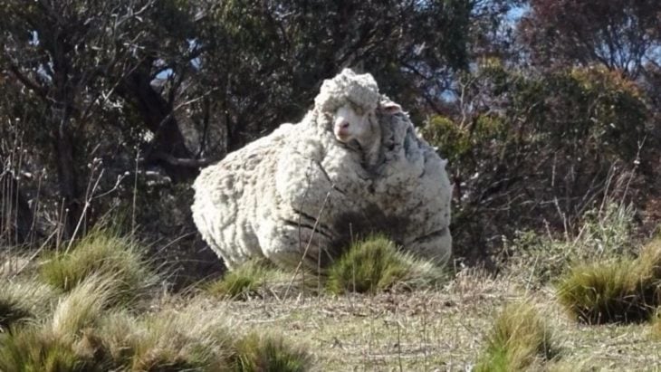 oveja en australia, con 40 kg de lana