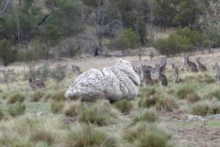 oveja rescatada, perdida hacia 5 años