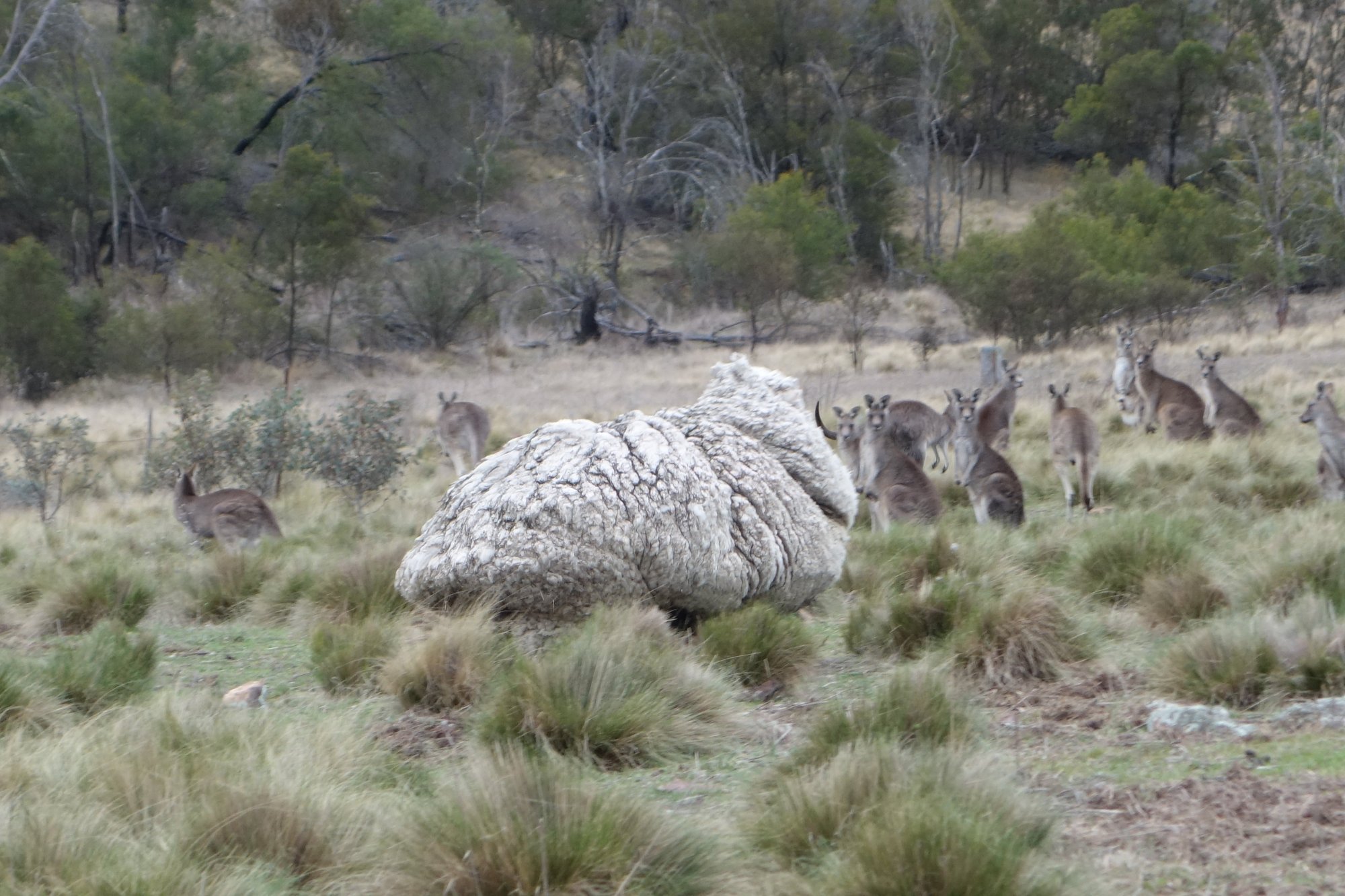 Два ягненка отошли от стада. Баран заблудился в Австралии. Овечки Австралии. Стрижка овец в Австралии.