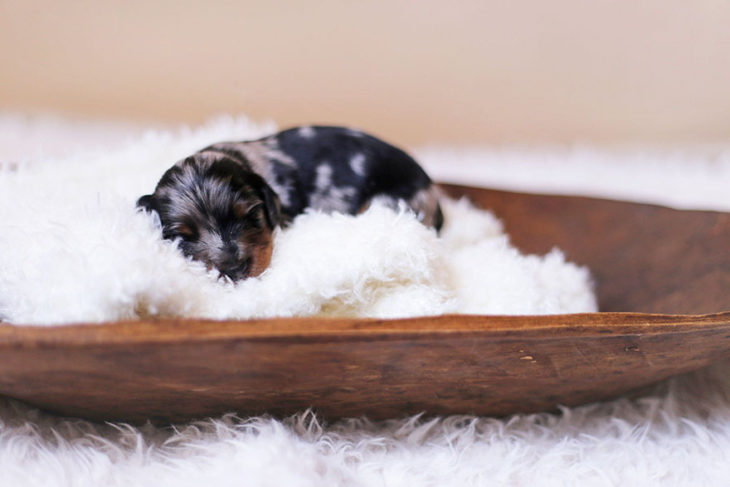 Cachorro salchicha recién nacido