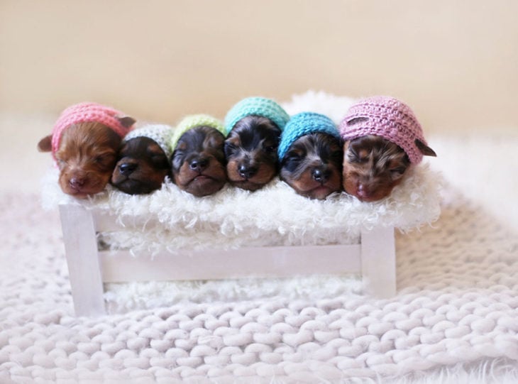 Cachorros salchicha con sombreros de colores