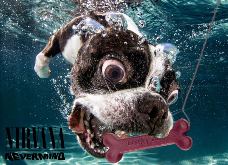 Photoshop. Perro debajo del agua haciendo como si fuera la portada del disco de Nirvana