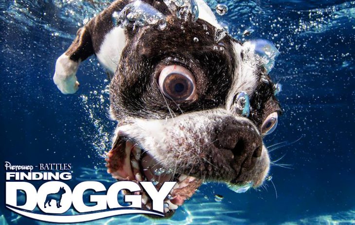 Photoshop, foto de un perro y el titulo de Finding Doggy en lugar de Finding Nemo