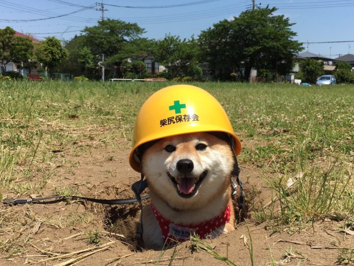 perro con casco en hoyo