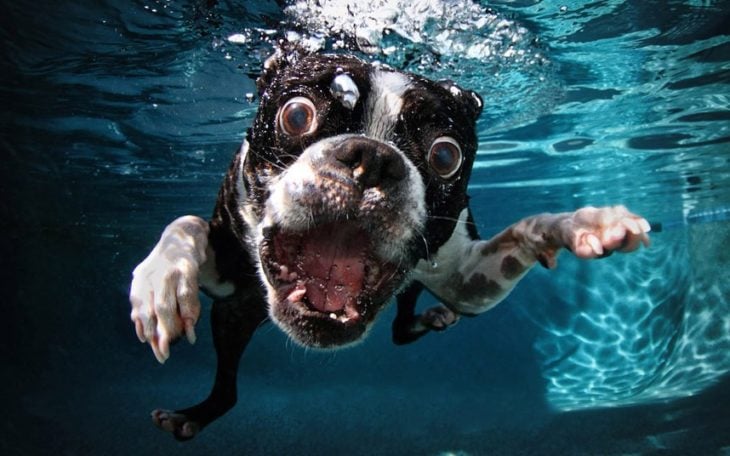 perro bajo el agua