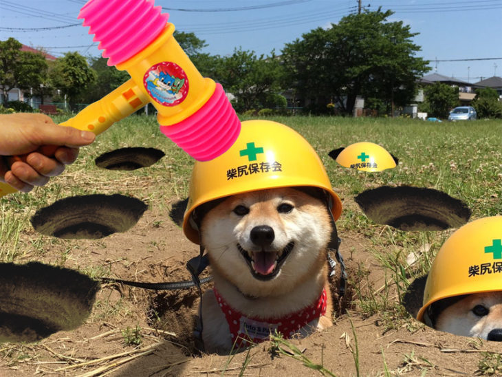 perro con casco en hoyos en el piso simulando juego 