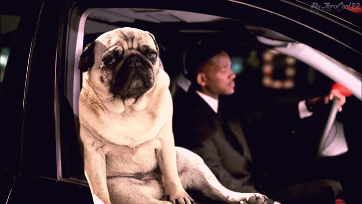 Pug Frank en Hombres de Negro triste