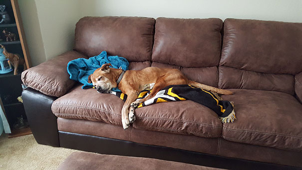 perro dormido en un sofá